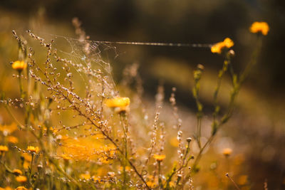 Close-up of wet spider web on plant