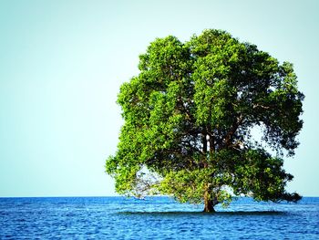 Tree by sea against clear blue sky