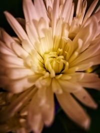 Close-up of yellow flower blooming outdoors