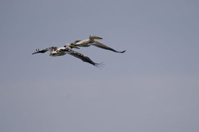 Low angle view of birds flying against sky