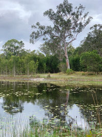 Scenic view of lake in forest against sky