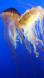 Close-up of jellyfish against blue background