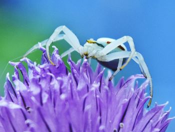 Close-up of insect on purple flower