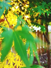 Close-up of maple leaves hanging from tree