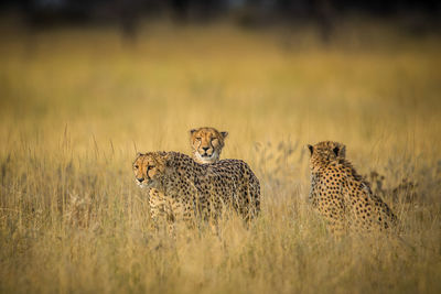 Cheetah male walking and looking for prey