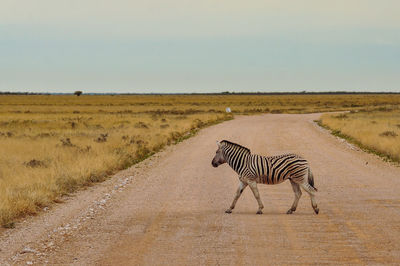 Zebra walking on dirt road against sky