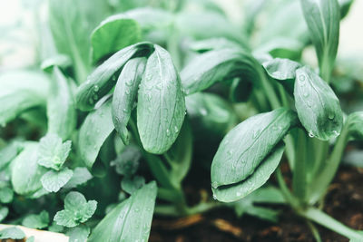 Close-up of wet plant