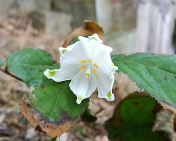 Close-up of flower blooming outdoors