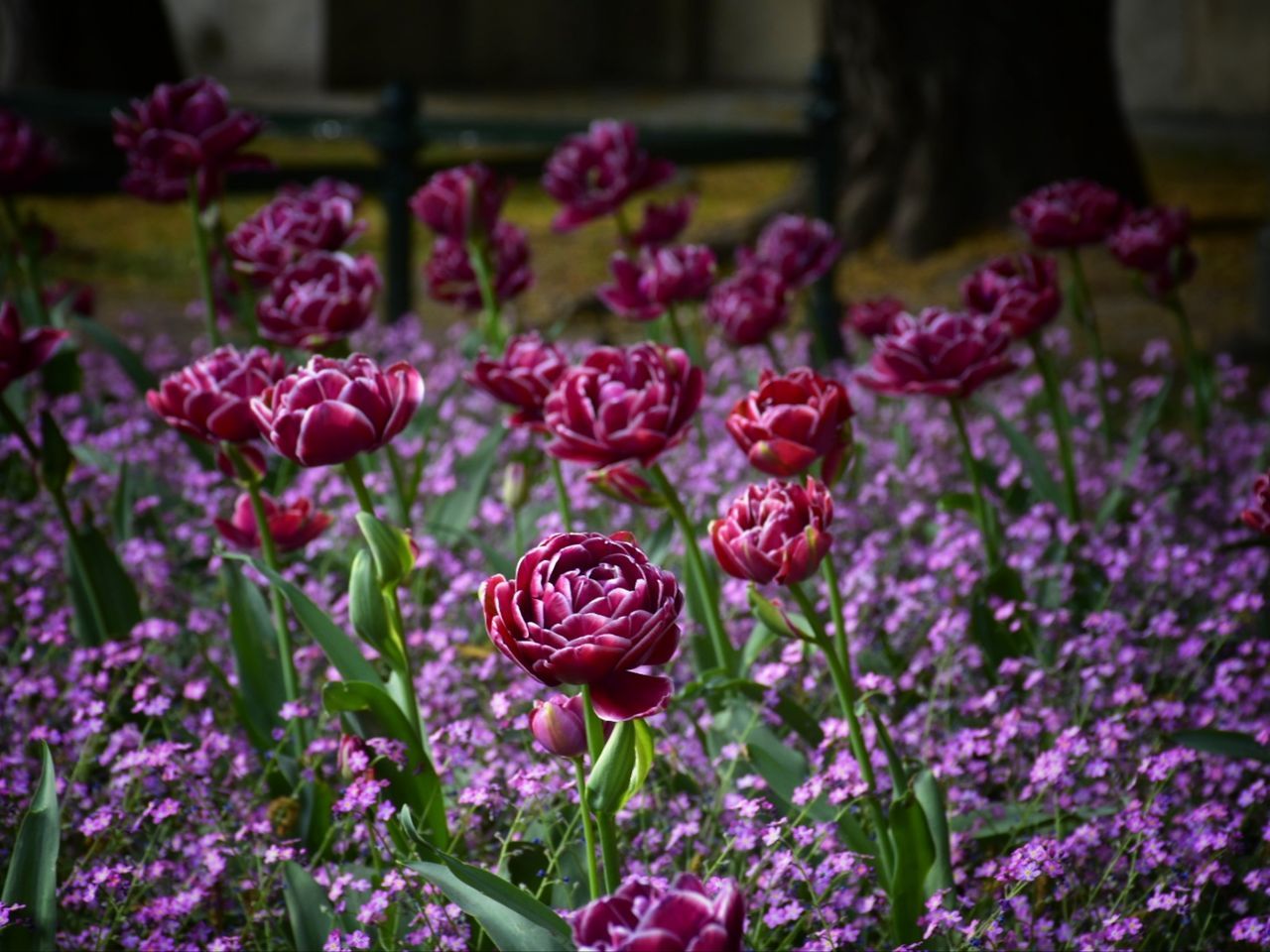 Words •√ Beauty In Nature Tranquil Scene Outdoors Naturelovers Nature_collection Dubleexposure Popular Photos Flower Head Flower Purple Plant In Bloom Plant Life Flowering Plant Botany