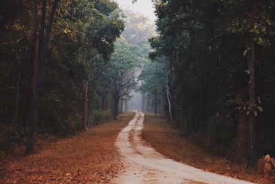 Road passing through forest