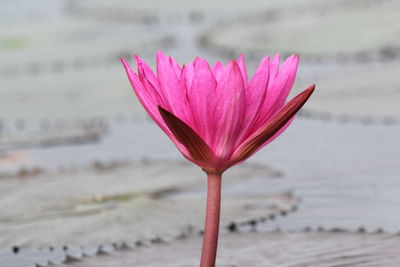 Close-up of pink water lily in lake