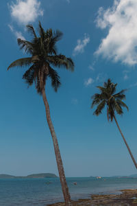 palm tree