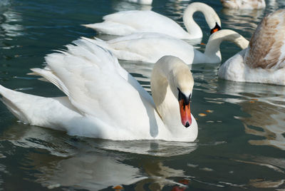 Swans swimming in lake