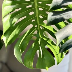 Close-up of leaves