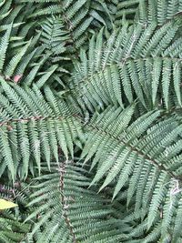 Full frame shot of fern tree