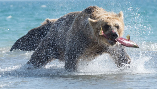 Bear catching fish in river