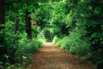 Footpath amidst trees in forest