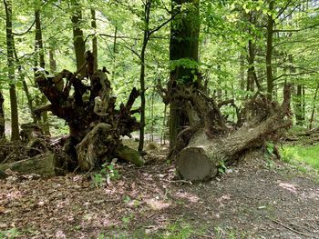 View of tree trunk in forest