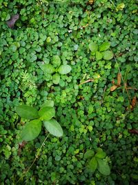 Close-up of green leaves