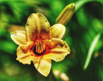 Close-up of yellow flowering plant