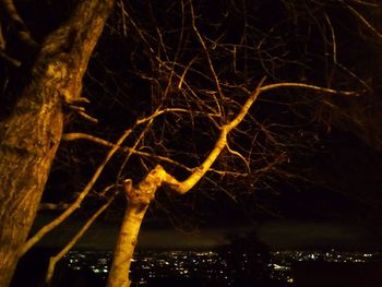 Close-up of bare tree at night