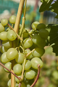 Close-up of fruits growing on tree