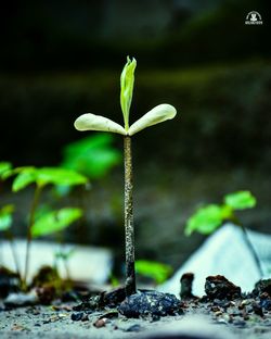 Close-up of plant growing on field