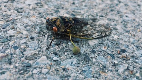 Close-up of insect on rock