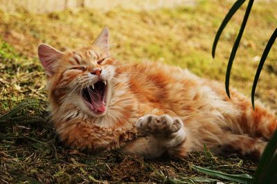 Close-up of cat yawning