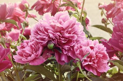 Close-up of pink flowers