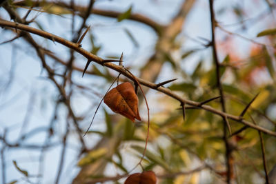 Close-up of dried autumn leaves