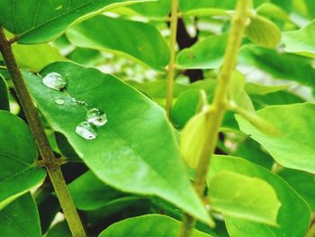 Close-up of insect on leaves