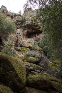 Rocks in forest