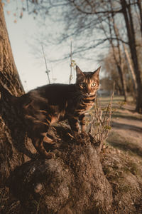 Close-up of cat