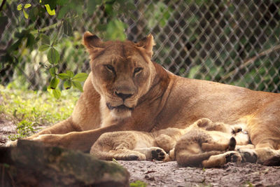 Nursing female african lioness panthera leo feeding her young cubs in the shade.
