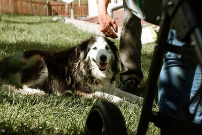 Low section of person with dog on grass