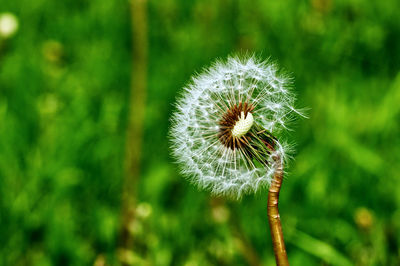 There is a dandelion, that is losing its integrality.