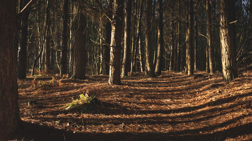 Trees in forest