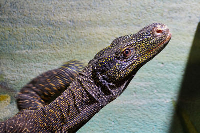 Close-up of lizard