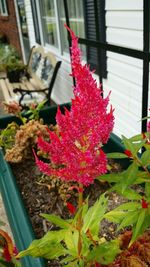 Close-up of flowers