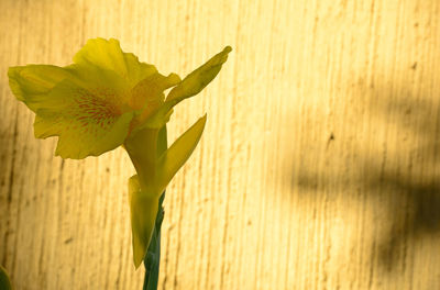 Close-up of yellow flower