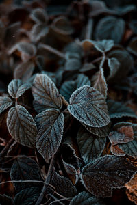 Frozen leaves