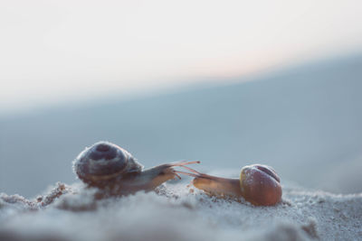 Close-up of snails on sand at beach