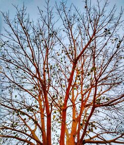 Low angle view of tree against sky