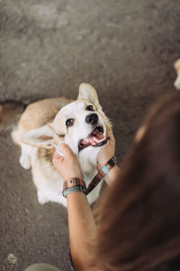 High angle view of portrait of dog