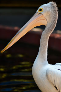 Close-up of pelican in lake