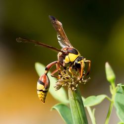 Close-up of insect