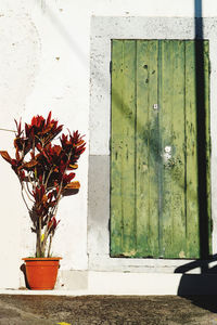 Close-up of potted plant against wall