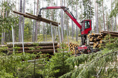 Stacking logs in forest