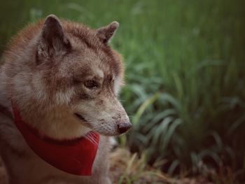 Close-up of dog looking away